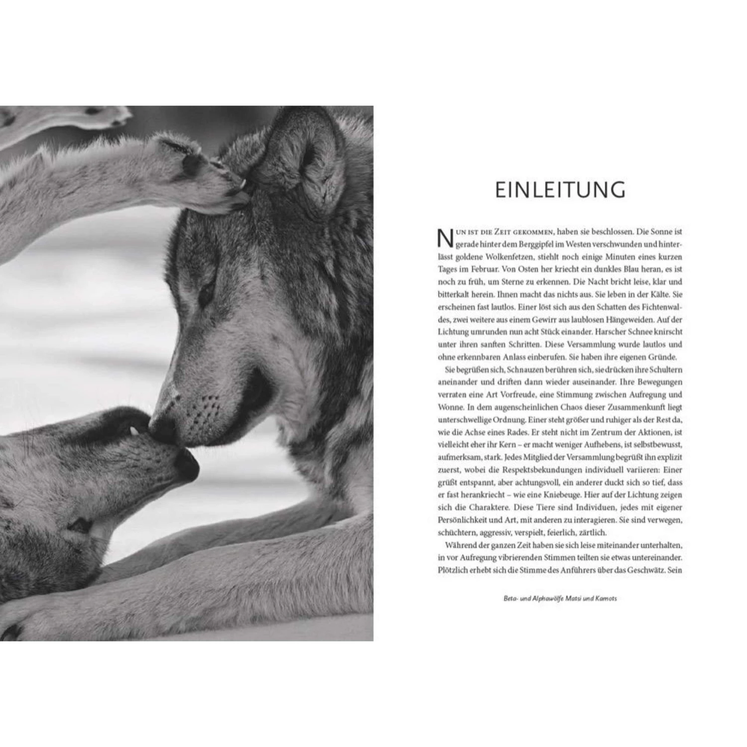 Das Geheime Wissen Der Wölfe - Sachbuch – Bild 2