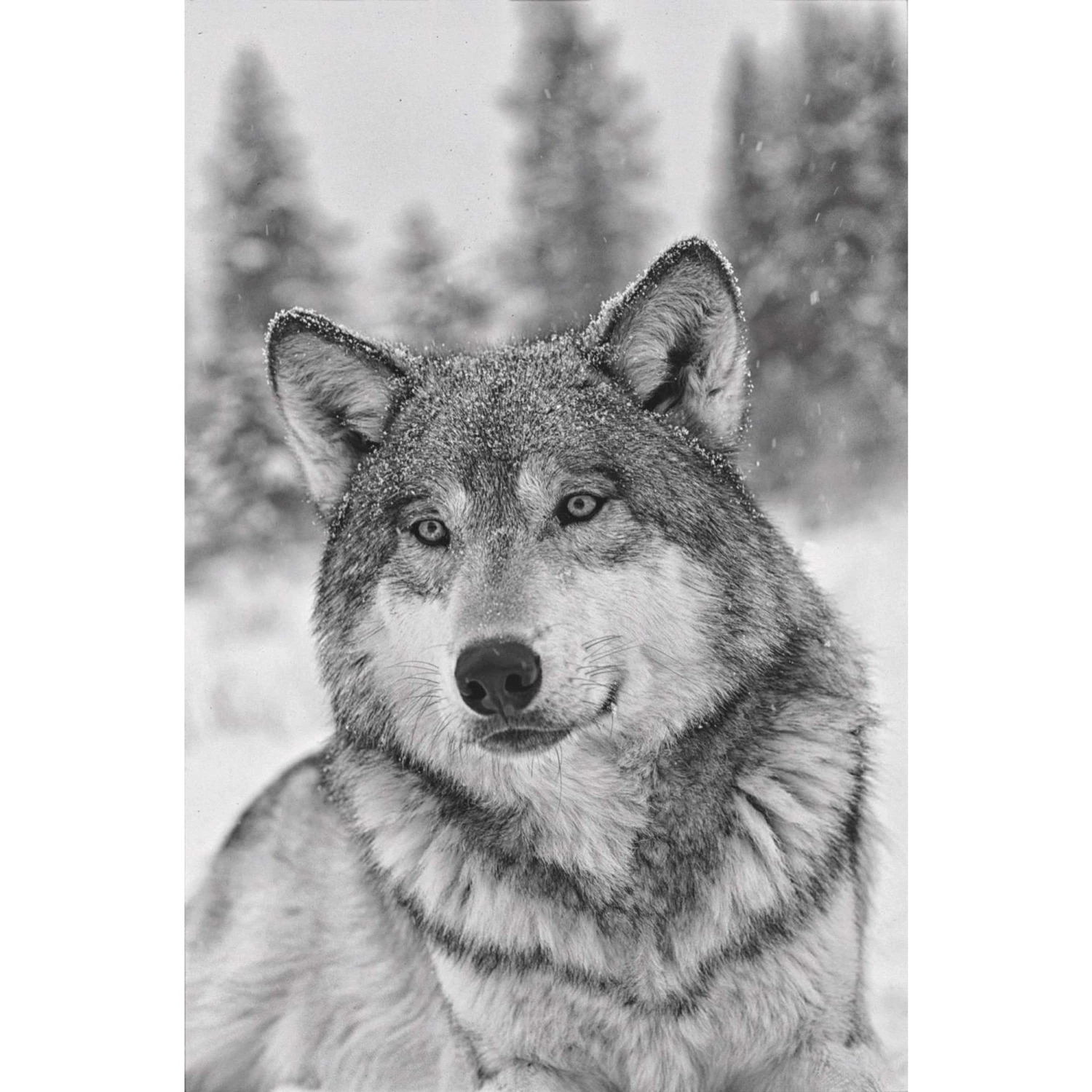 Das Geheime Wissen Der Wölfe - Sachbuch – Bild 3